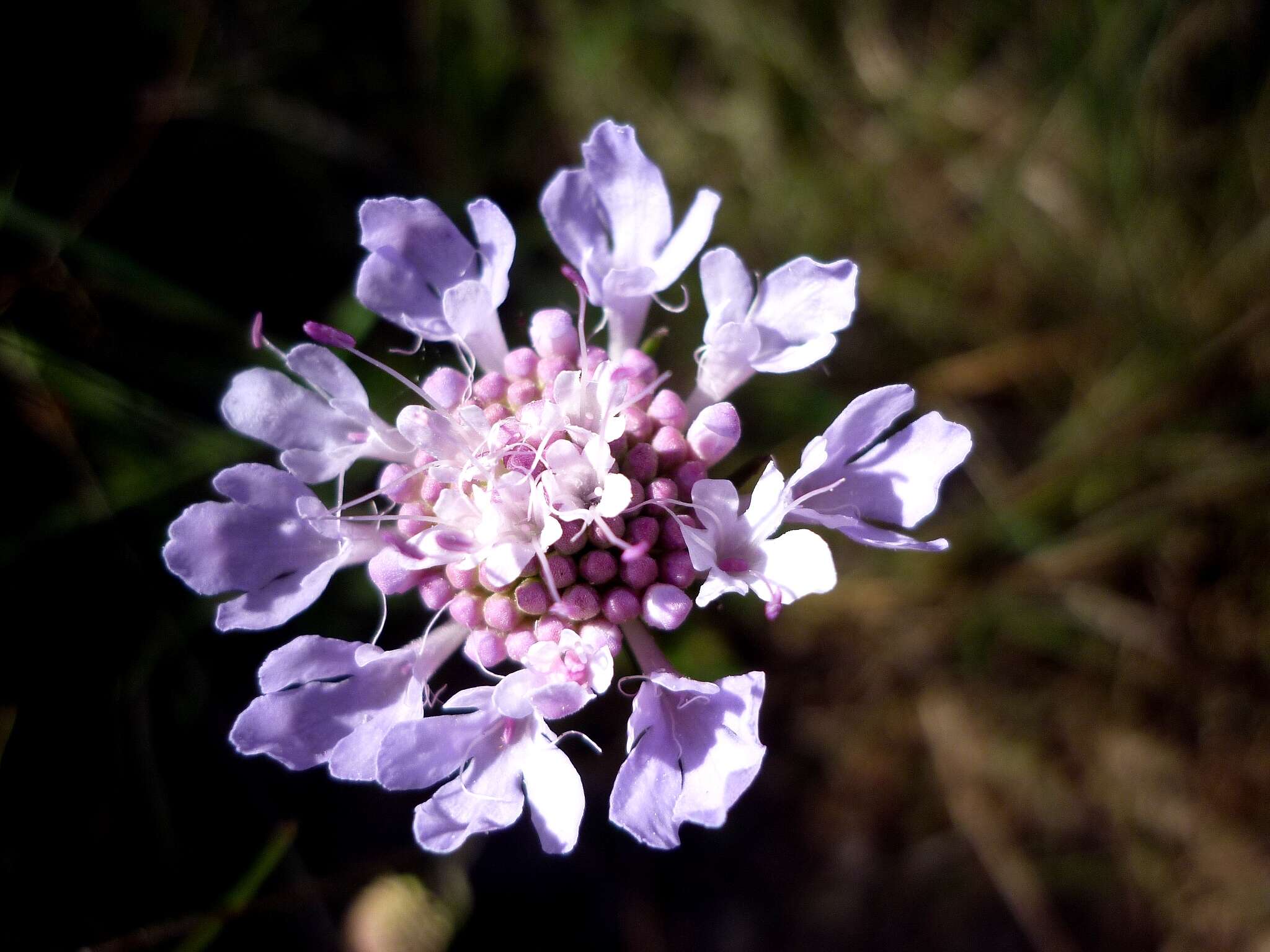 Image of dove pincushions