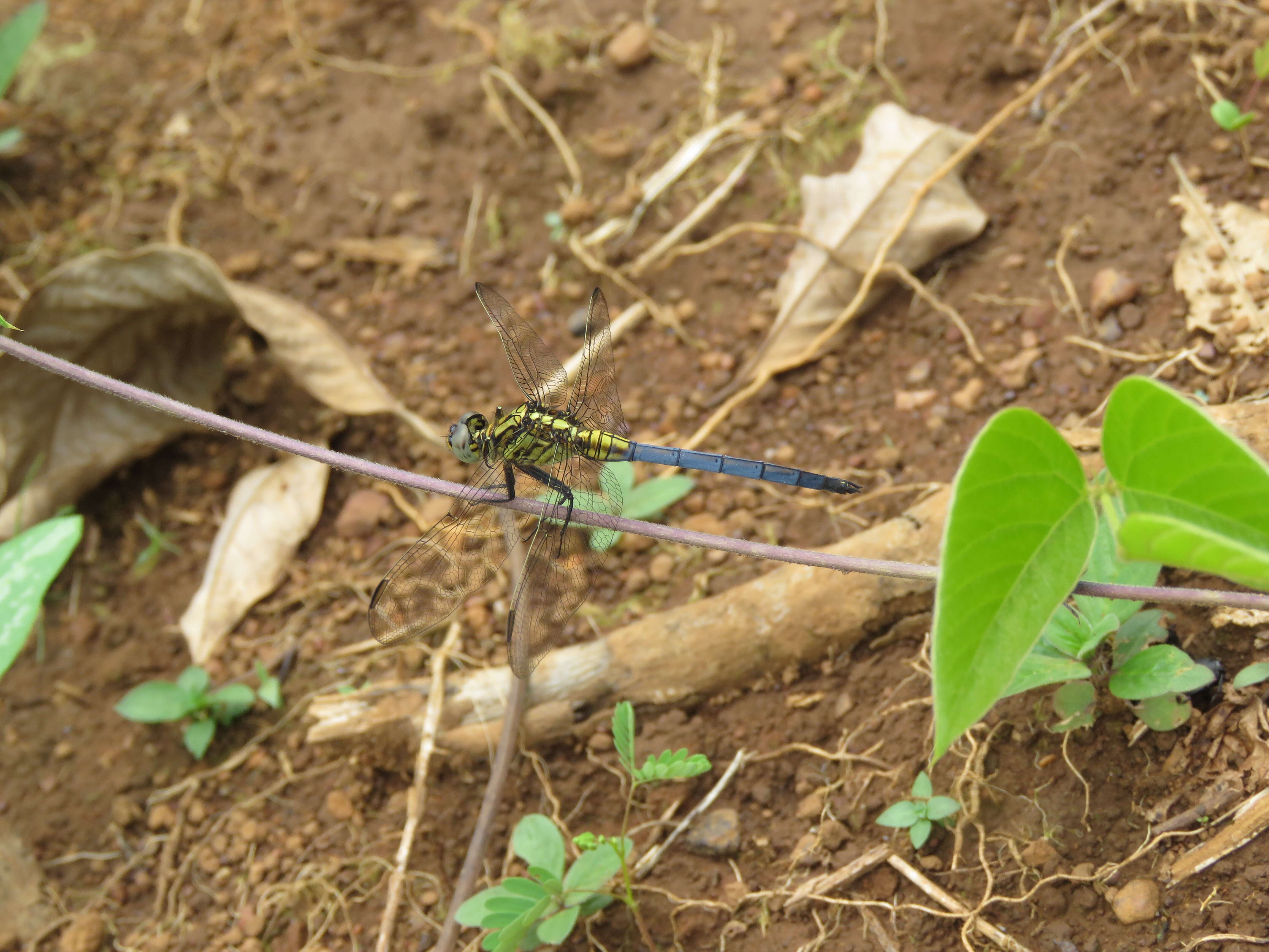 Image of Orthetrum luzonicum (Brauer 1868)