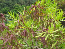 Image of small Philippine acacia