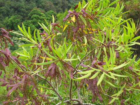 Image of small Philippine acacia