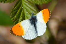 Image of orange tip