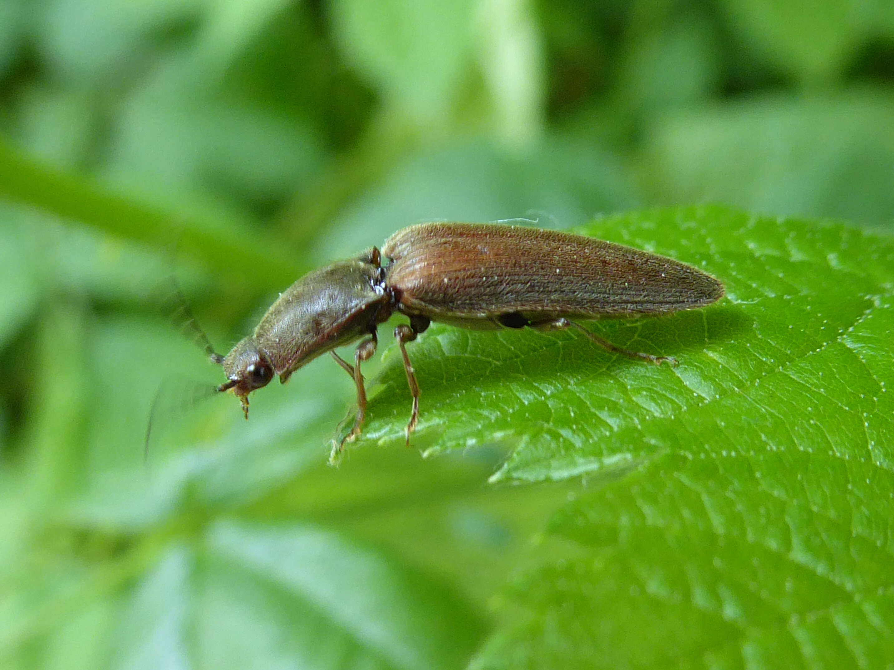 Image of Athous haemorrhoidalis