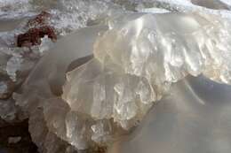 Image of barrel jellyfish