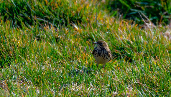 Image of Meadow Pipit