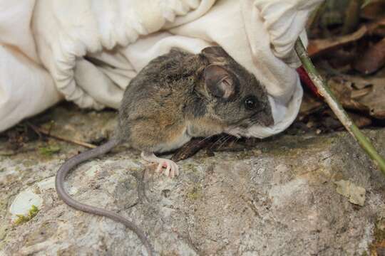 Image de Peromyscus Gloger 1841