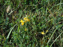 Image of Common Bird's-foot-trefoil