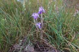 Plancia ëd Moraea sisyrinchium (L.) Ker Gawl.