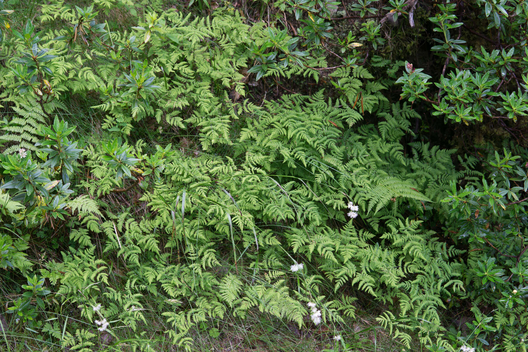 Image of scented oakfern