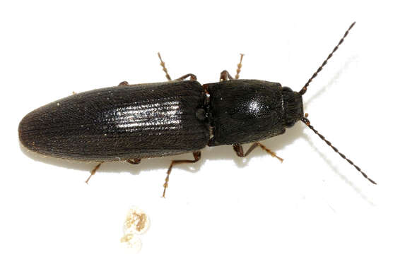 Image of Athous haemorrhoidalis