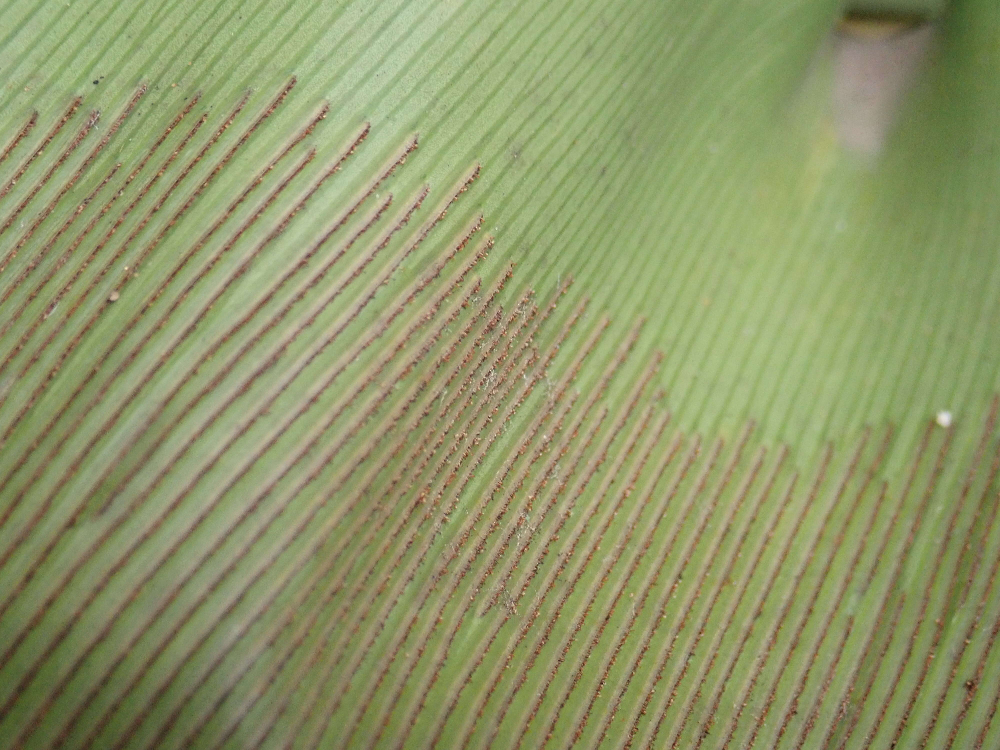 Image of Australian bird's-nest fern