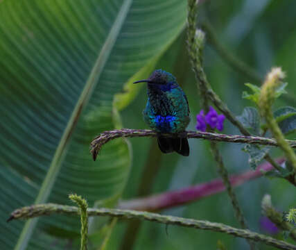 Image of Sparkling Violet-ear