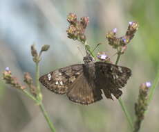 Image of Horace's Duskywing