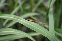 Imagem de Agriocnemis pygmaea (Rambur 1842)