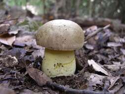 Image of Iodine bolete