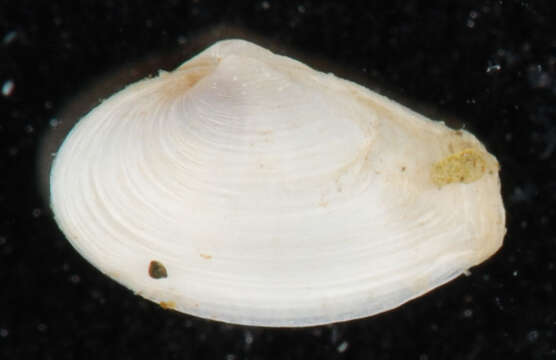 Image of Macoploma tenta (Say 1838)