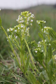 Image of field pennycress