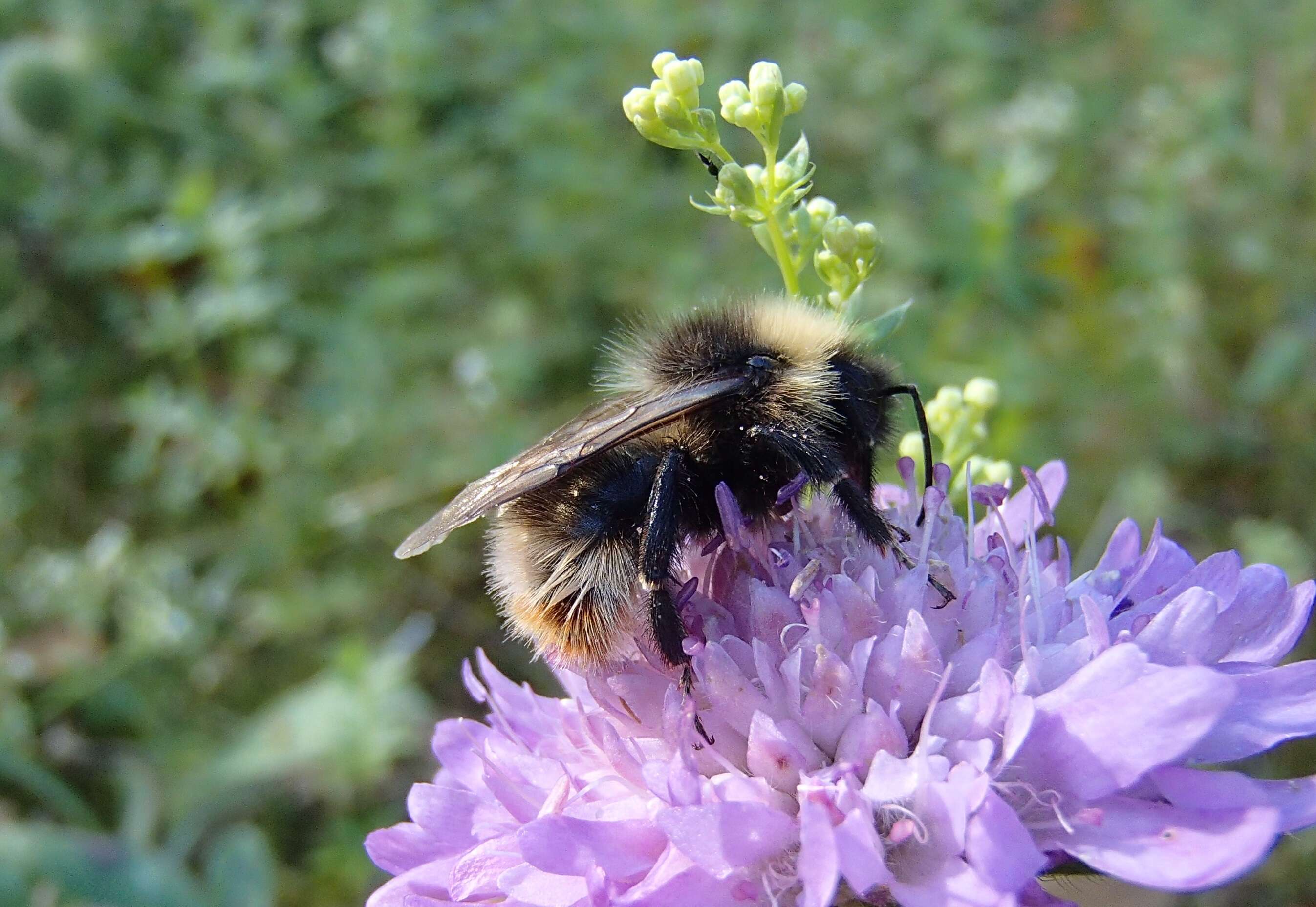 Image of Bombus quadricolor (Lepeletier 1832)