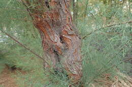 Image of Canary Island tamarisk