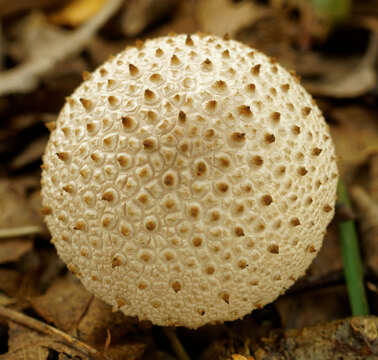 Imagem de Lycoperdon perlatum Pers. 1796