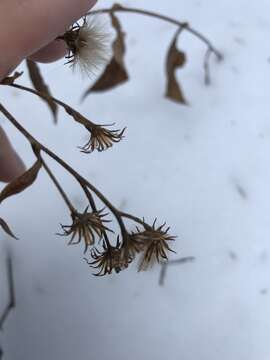 Image of Lindley's aster