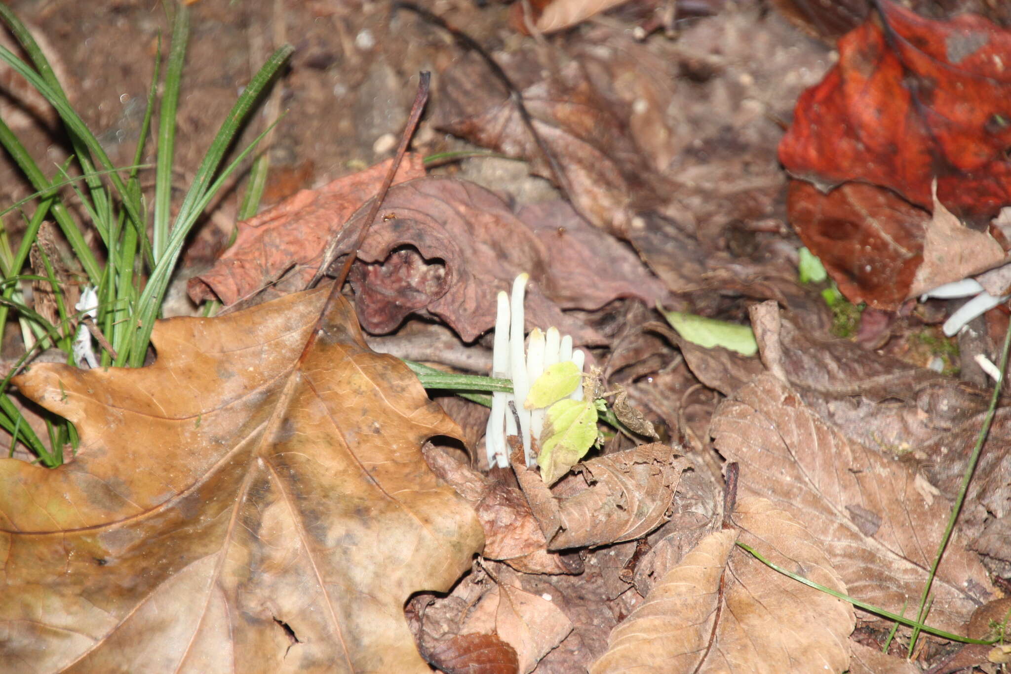 Image of Fairy fingers