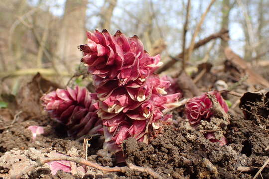 Image of common toothwort