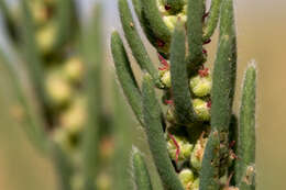 Plancia ëd Neokochia americana (S. Watson) G. L. Chu & S. C. Sand.