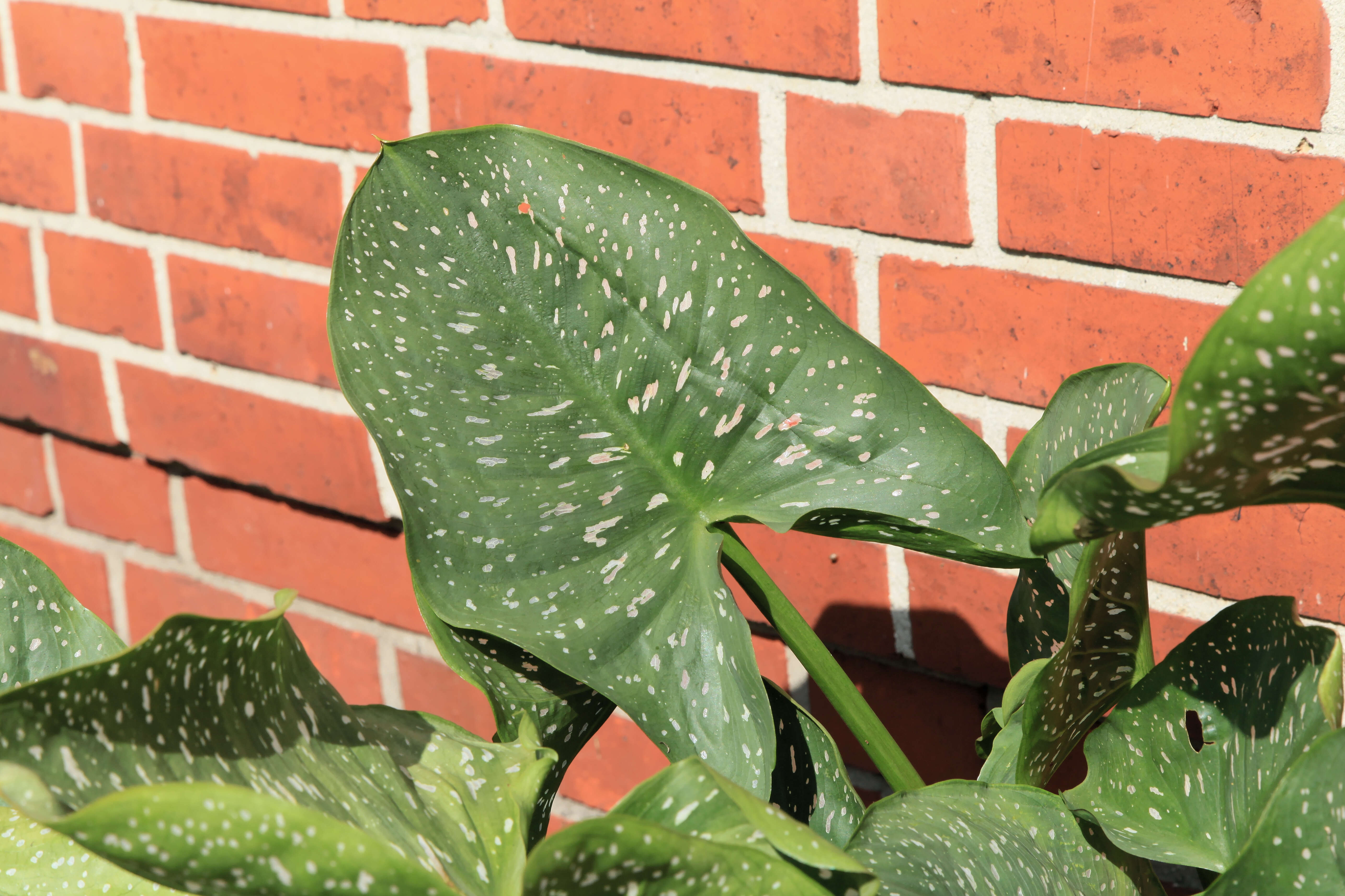 Image of calla lily