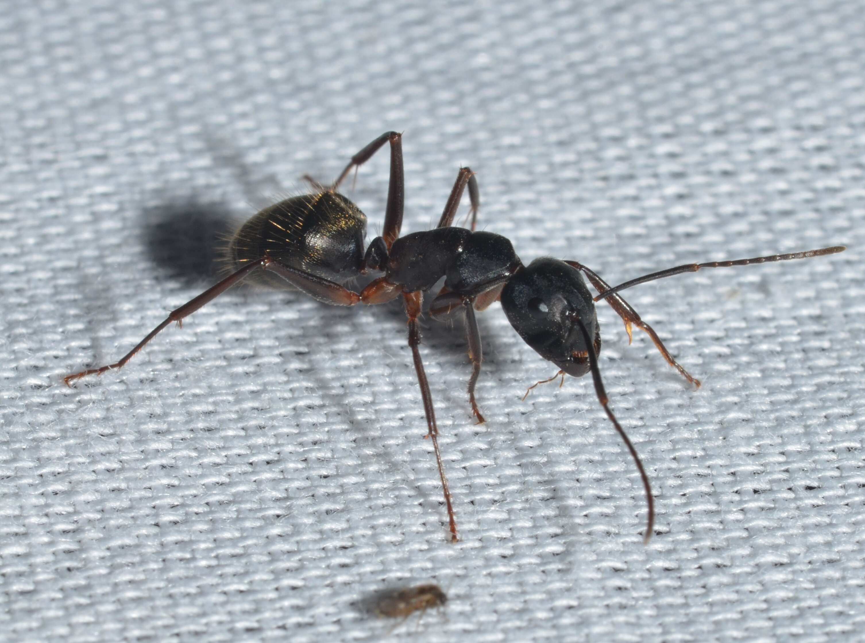 Plancia ëd Camponotus chromaiodes Bolton 1995