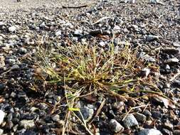 Image of Indian lovegrass