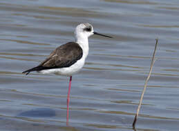 Image of Black-winged Stilt