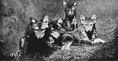 Image of Canis aureus cruesemanni Matschie 1900