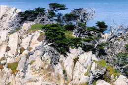 Image of Monterey cypress