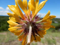 Image of Common perennial gaillardia