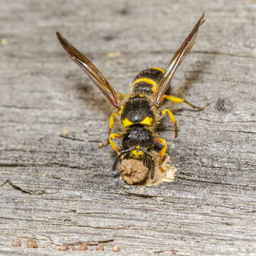 Image of Ancistrocerus nigricornis (Curtis 1826)