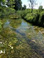 Image of twoleaf watermilfoil