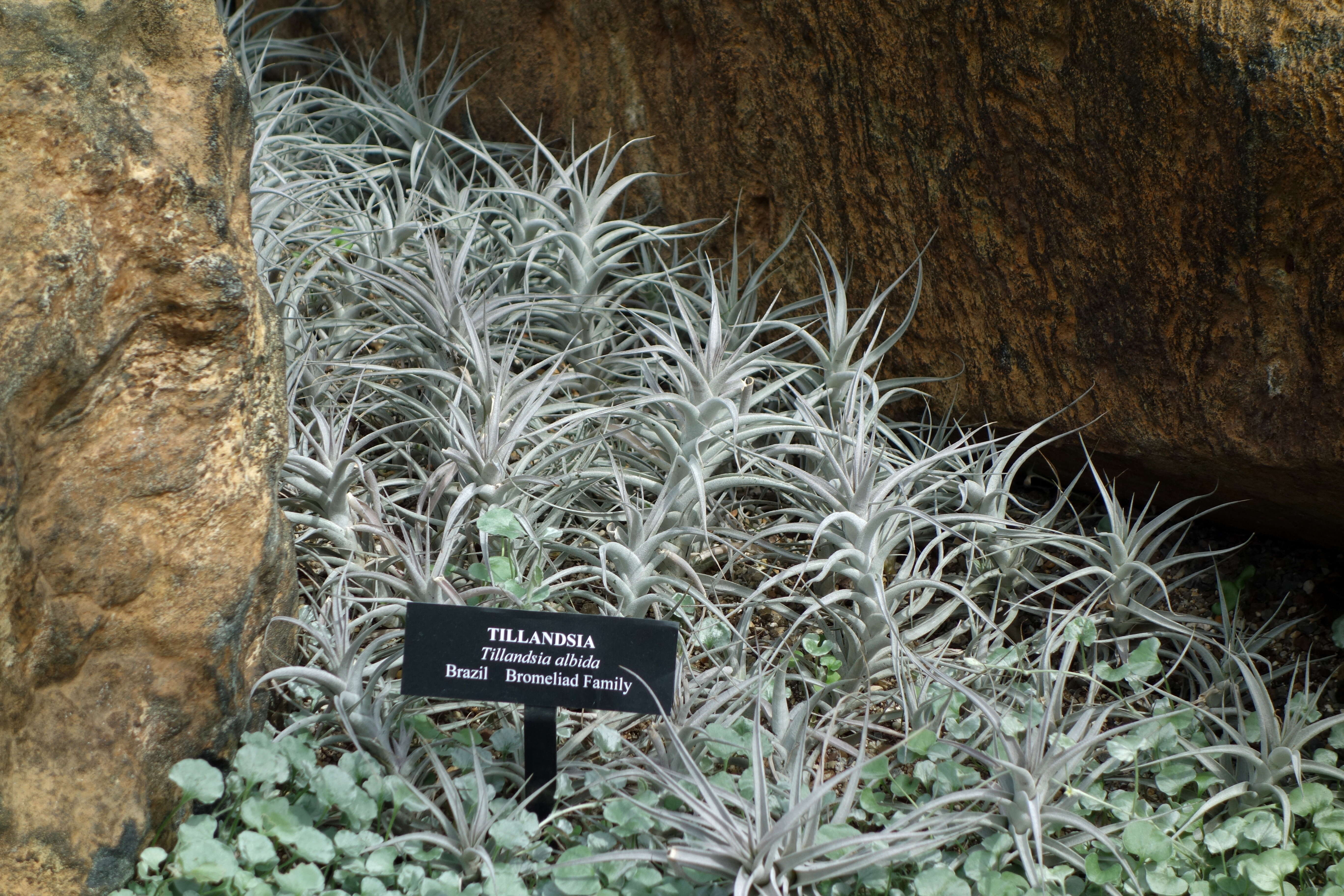 Tillandsia albida Mez & Purpus resmi