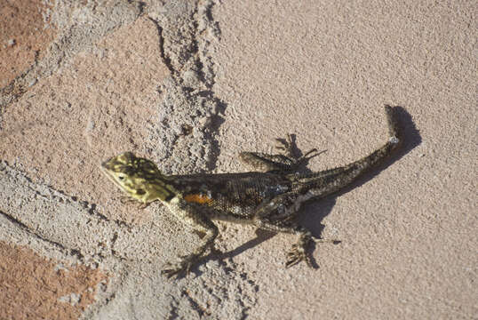 Слика од Agama planiceps Peters 1862