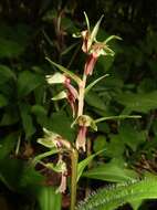 Image of Frog orchid