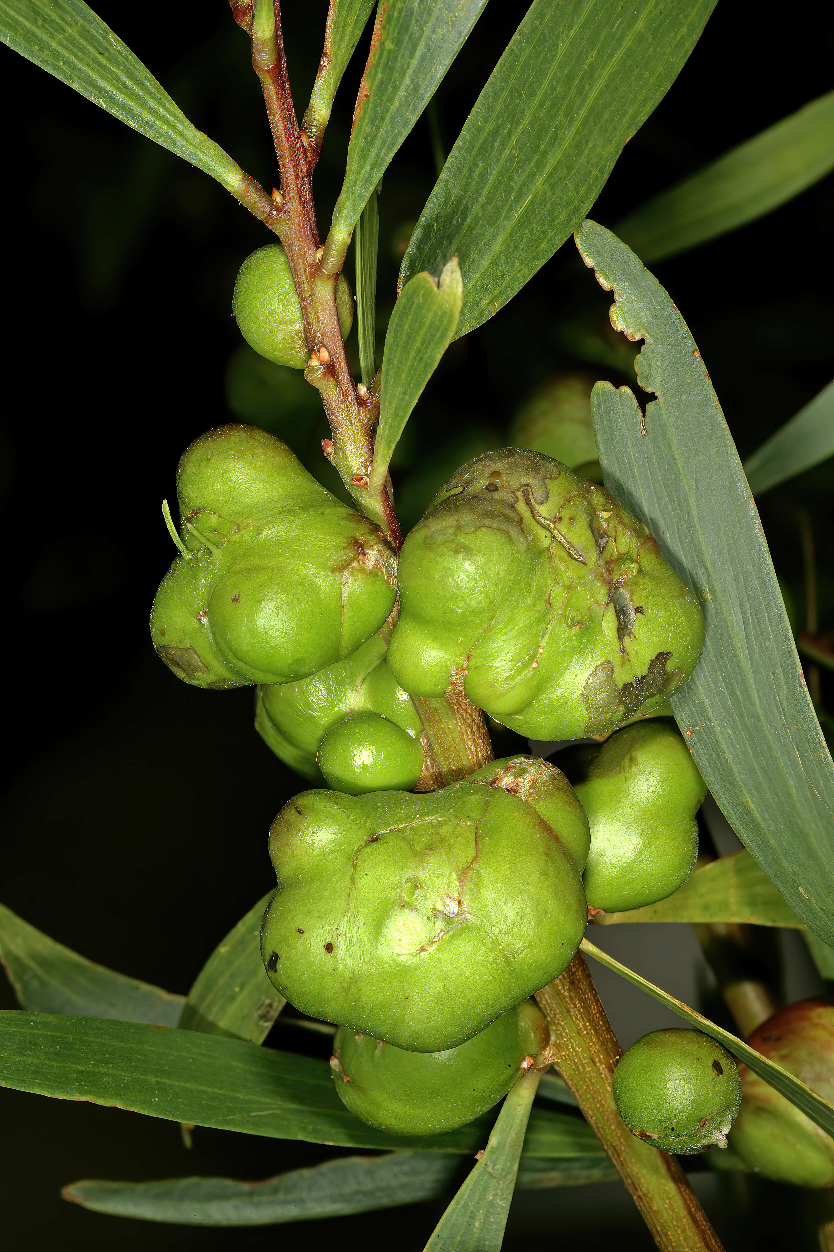 Image of Trichilogaster acaciaelongifoliae (Froggatt 1892)