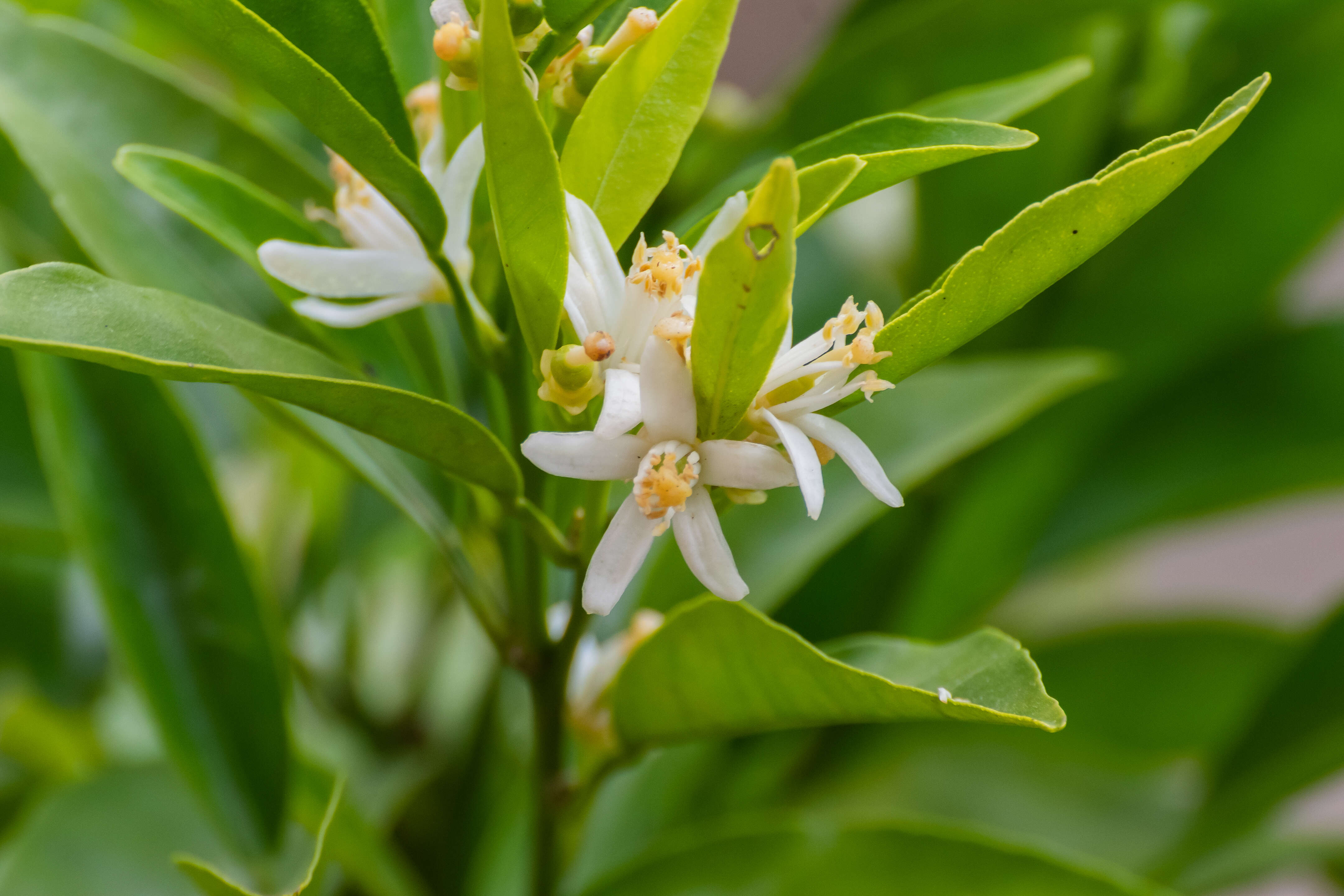 Image of Citrus × clementina