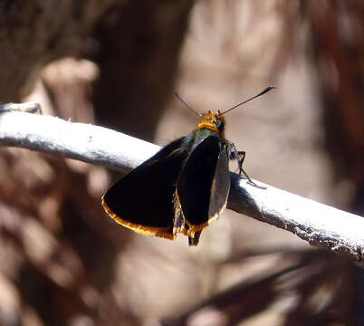 Image of Amblyscirtes fimbriata