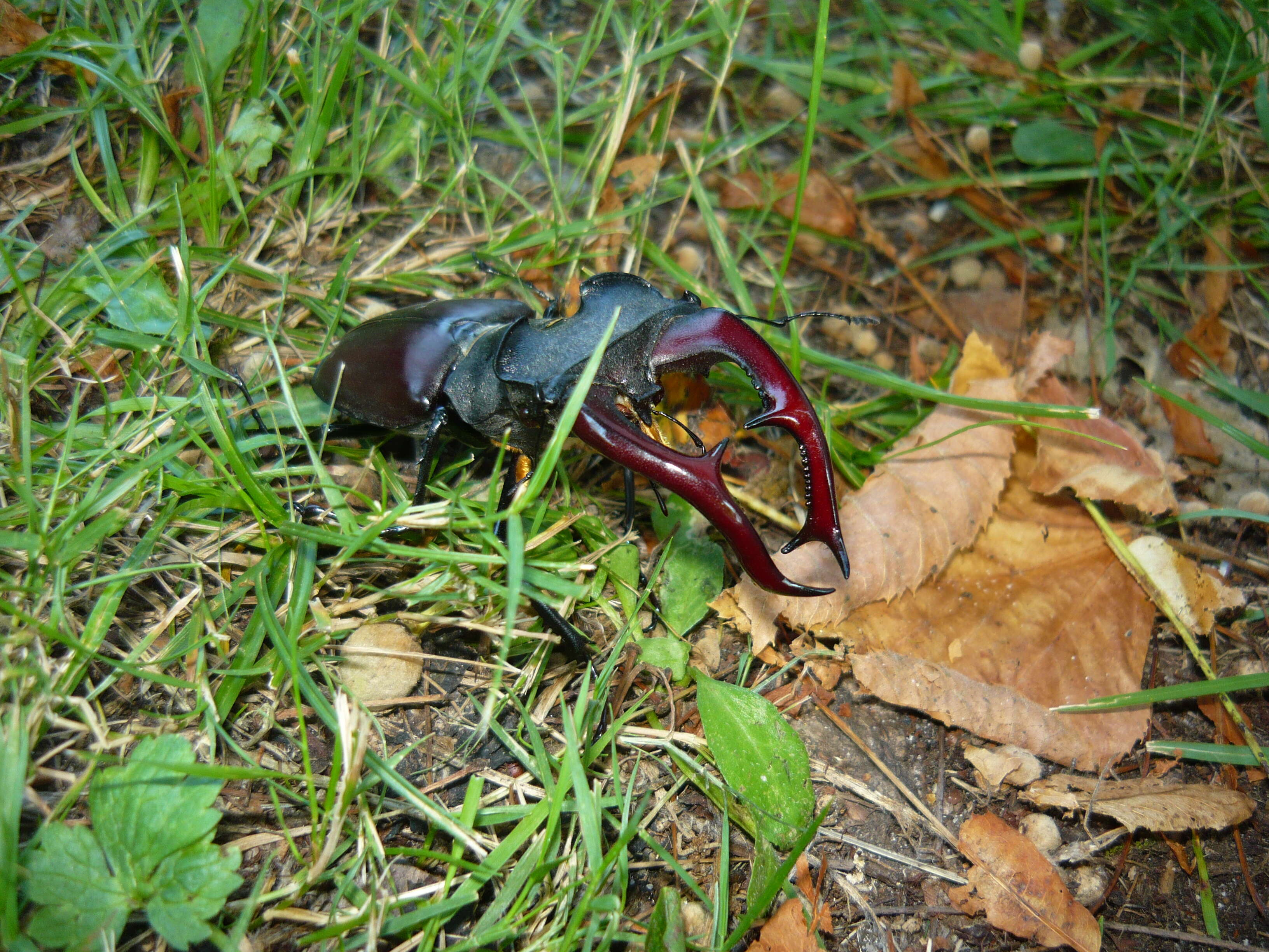 Image of Stag beetle