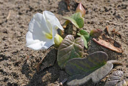 Image of beach morning-glory