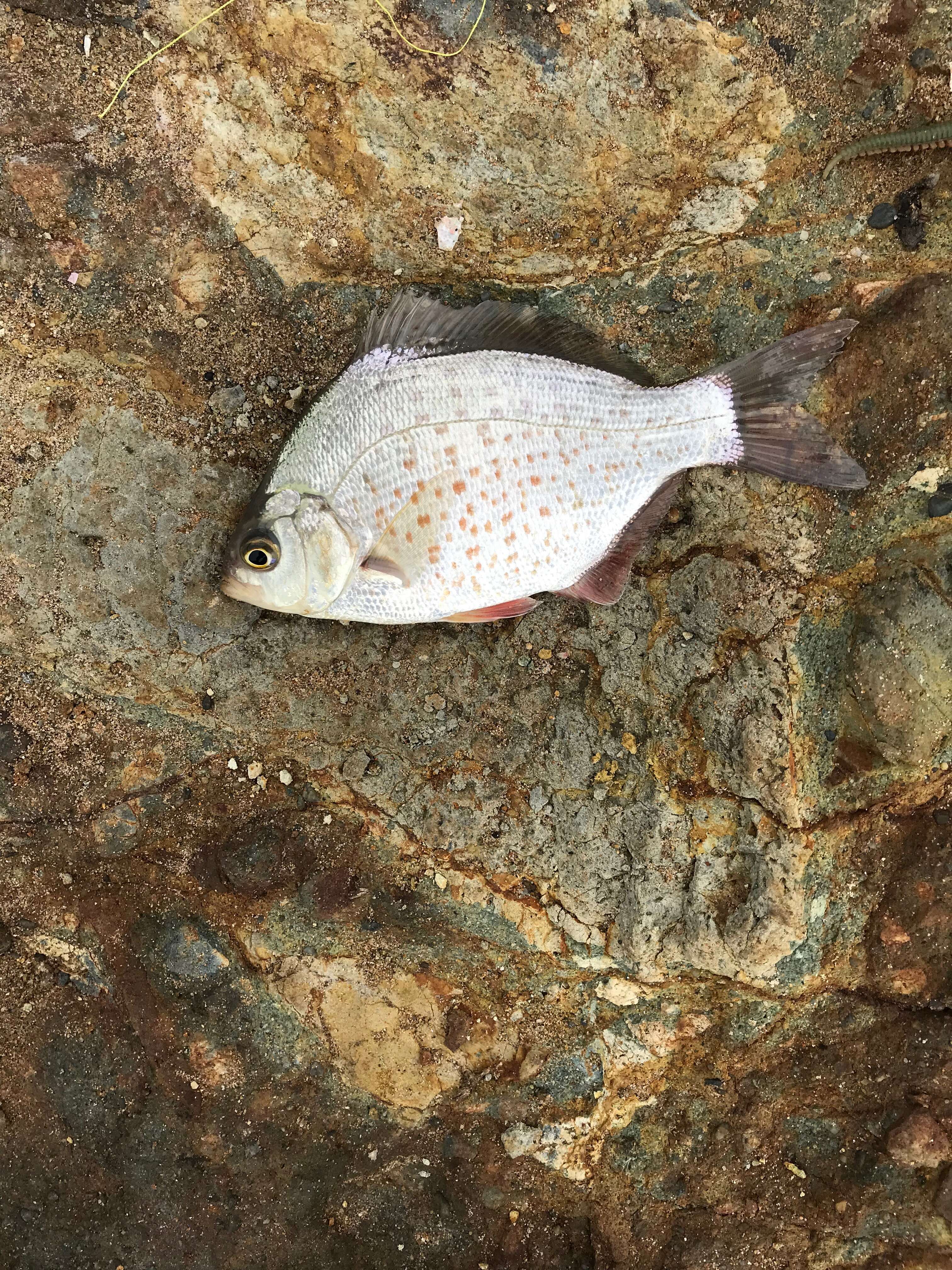 Image of Calico Surfperch