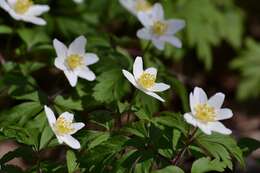 Image of European thimbleweed