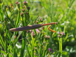 Image of Chinese mantis