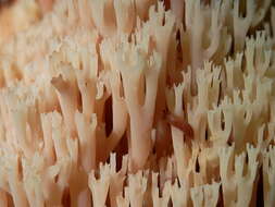 Image of Artomyces pyxidatus (Pers.) Jülich 1982