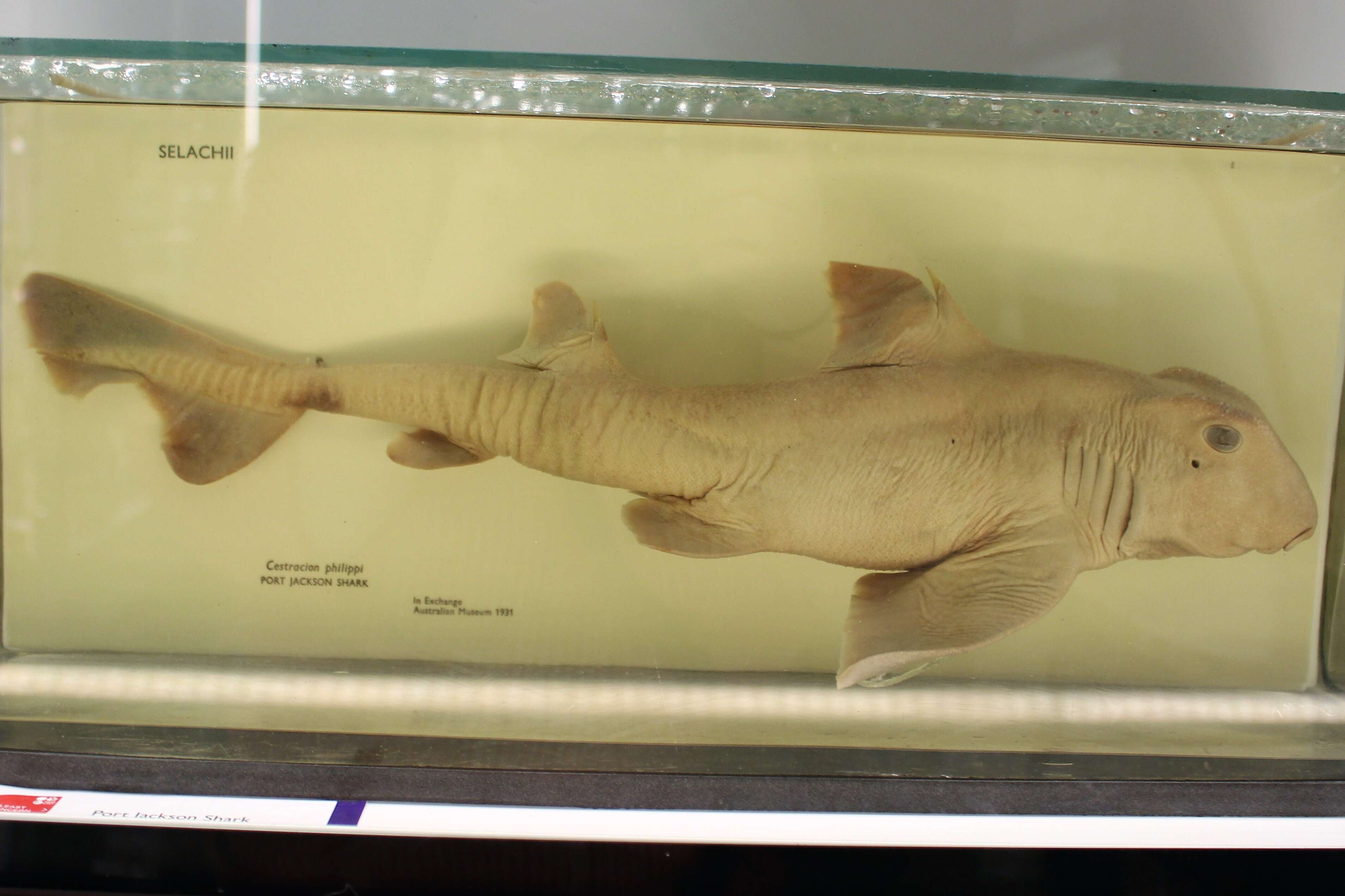 Image of Port Jackson Shark