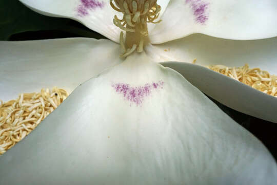 Image of Big-Leaf Magnolia